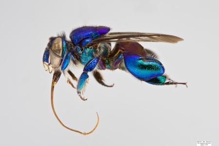 [Euglossa analis male (lateral/side view) thumbnail]
